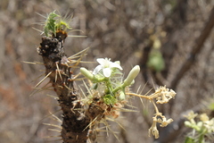 Cnidoscolus tehuacanensis