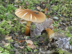 Cortinarius castoreus