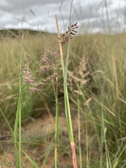 Eragrostis gummiflua