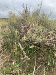 Eragrostis gummiflua
