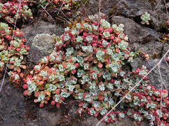 Sedum spathulifolium
