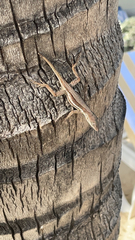 Anolis gingivinus