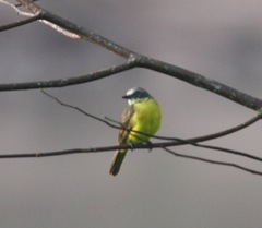 Myiozetetes granadensis