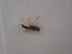 Cordilura