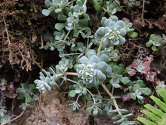 Sedum spathulifolium