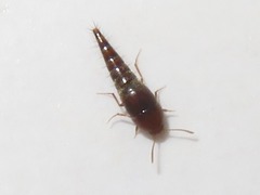Sepedophilus nigripennis