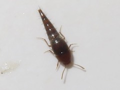Sepedophilus nigripennis
