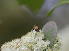 Trigonarthris atrata