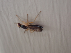 Cordilura