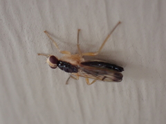 Cordilura