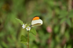 Colotis auxo