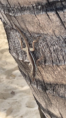 Anolis gingivinus