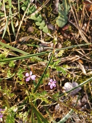 Erodium cicutarium