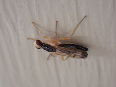 Cordilura