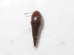 Sepedophilus nigripennis