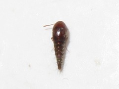 Sepedophilus nigripennis