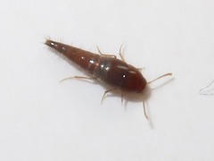 Sepedophilus nigripennis