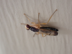 Cordilura