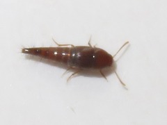 Sepedophilus nigripennis