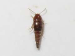 Sepedophilus nigripennis
