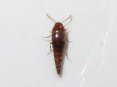 Sepedophilus nigripennis