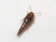 Sepedophilus nigripennis