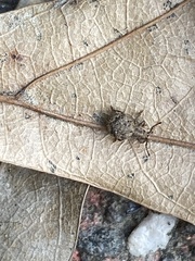 Myosides seriehispidus