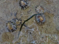Eulalia clavigera