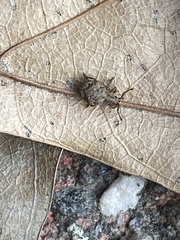 Myosides seriehispidus