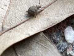 Myosides seriehispidus