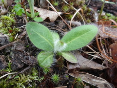 Hieracium longipilum