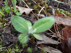 Hieracium longipilum