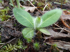 Hieracium longipilum
