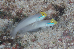 Valenciennea strigata