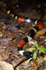 Micrurus surinamensis