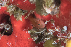 Trimma macrophthalmus