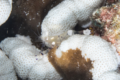 Ancylocaris brevicarpalis