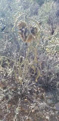 Cylindropuntia × vivipara