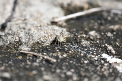 Spialia