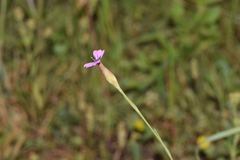 Petrorhagia nanteuilii