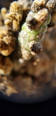 Cylindropuntia × vivipara