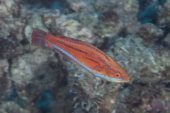 Paracheilinus rubricaudalis