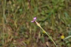 Petrorhagia nanteuilii