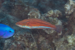 Paracheilinus rubricaudalis