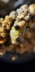 Cylindropuntia × vivipara