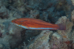 Paracheilinus rubricaudalis