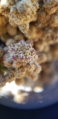 Cylindropuntia × vivipara