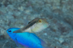 Canthigaster bennetti
