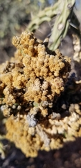 Cylindropuntia × vivipara