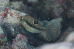 Canthigaster bennetti